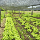 Tela Sombrite Profissional 80%: Proteção Confiável para Hortas e Ambientes Externos