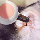 Cortador de Unhas Pet com Luz LED para Cães e Gatos – Praticidade e Conforto na Hora de Cuidar