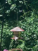 Comedouro Suspenso para Pássaros Silvestres - Conecte Seu Jardim à Natureza