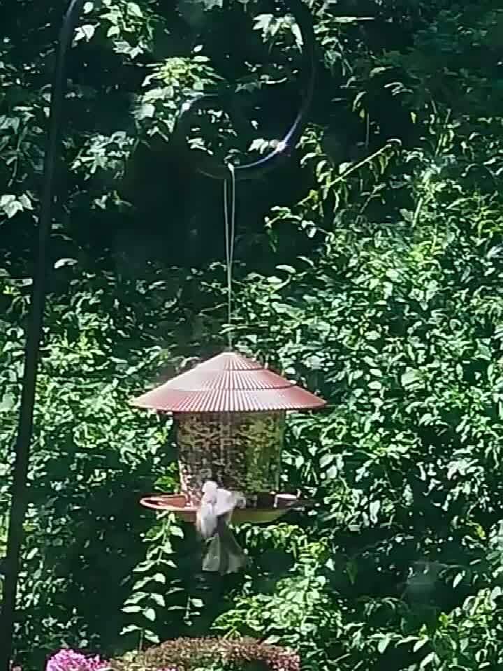 Comedouro Suspenso para Pássaros Silvestres - Conecte Seu Jardim à Natureza