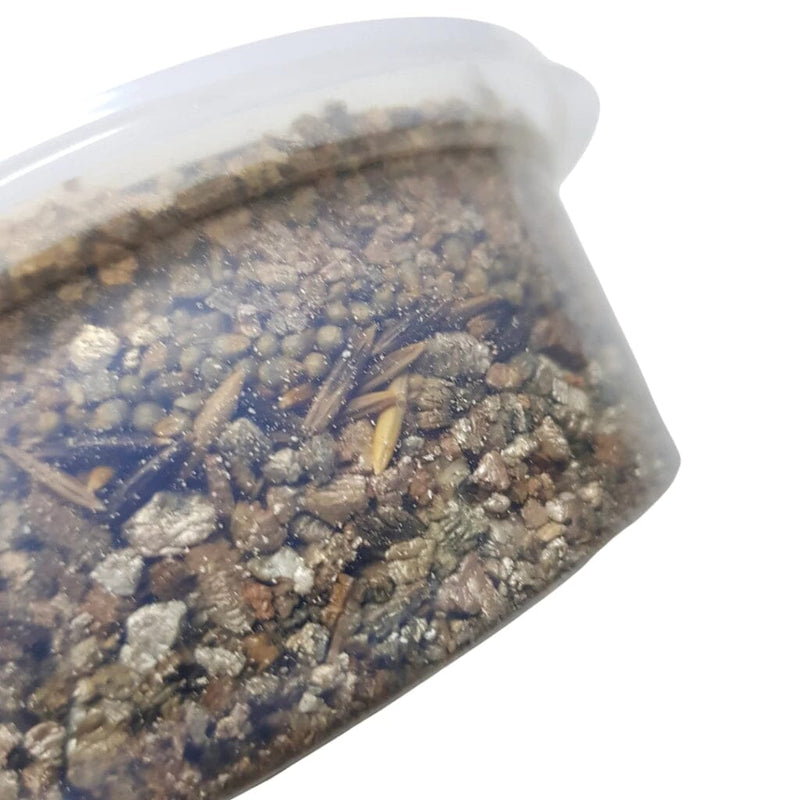 Graminha Natural para Gatos - Delícia Segura em Kit com 2