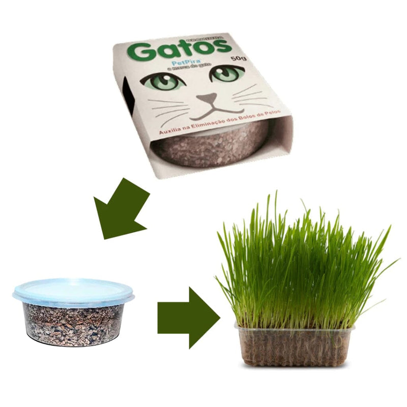 Graminha Natural para Gatos - Delícia Segura em Kit com 2