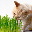 Graminha Natural para Gatos - Delícia Segura em Kit com 2