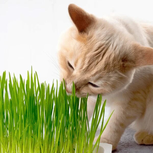 Graminha Natural para Gatos - Delícia Segura em Kit com 2