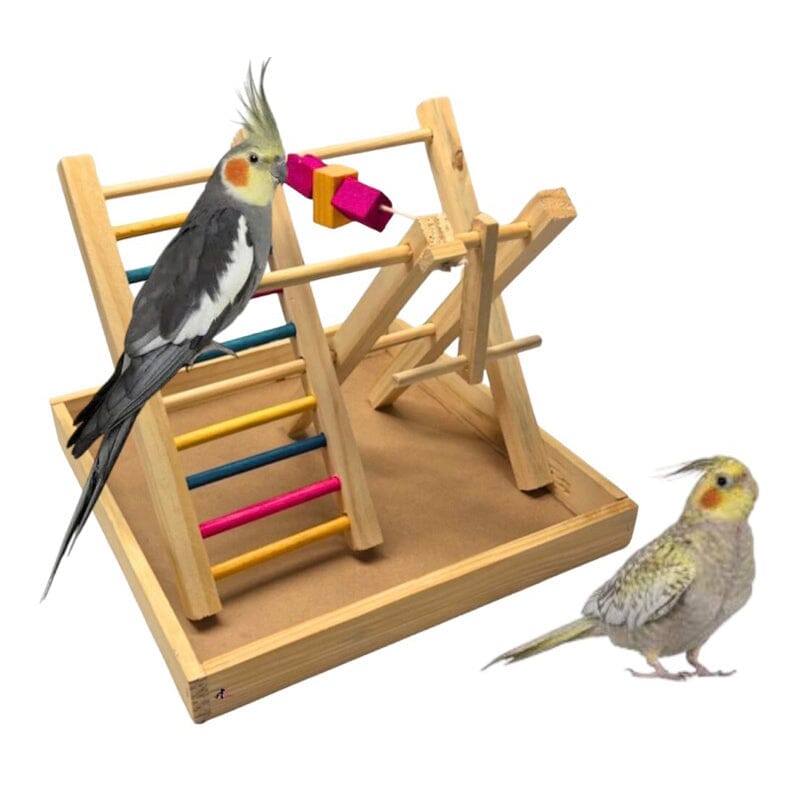 Espaço Divertido para Calopsitas - Escadas e Brincadeiras que Encantam