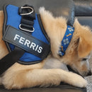 Peitoral Ajustável para Cachorros com Nome Personalizado: Conforto e Estilo para Seu Melhor Amigo