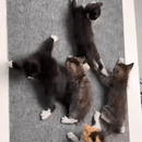 Proteção Prática para Seu Sofá – Adesivo Antiarranhão para Gatos