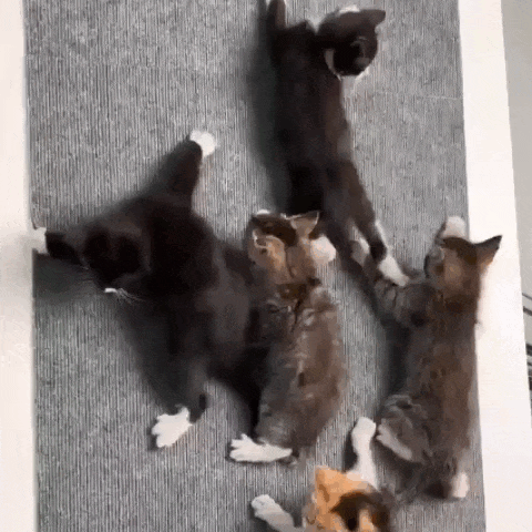 Proteção Prática para Seu Sofá – Adesivo Antiarranhão para Gatos